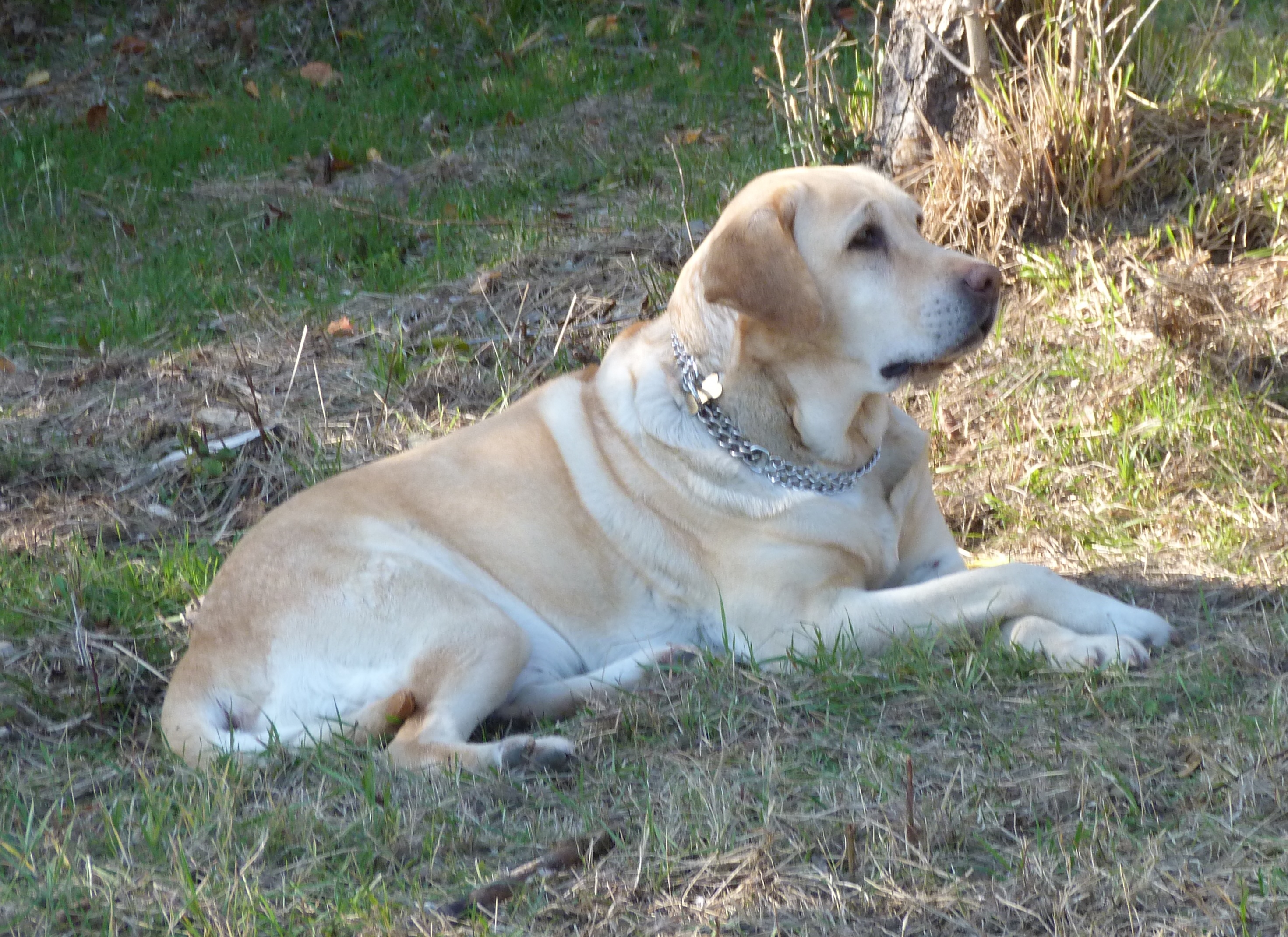 photo of Luna