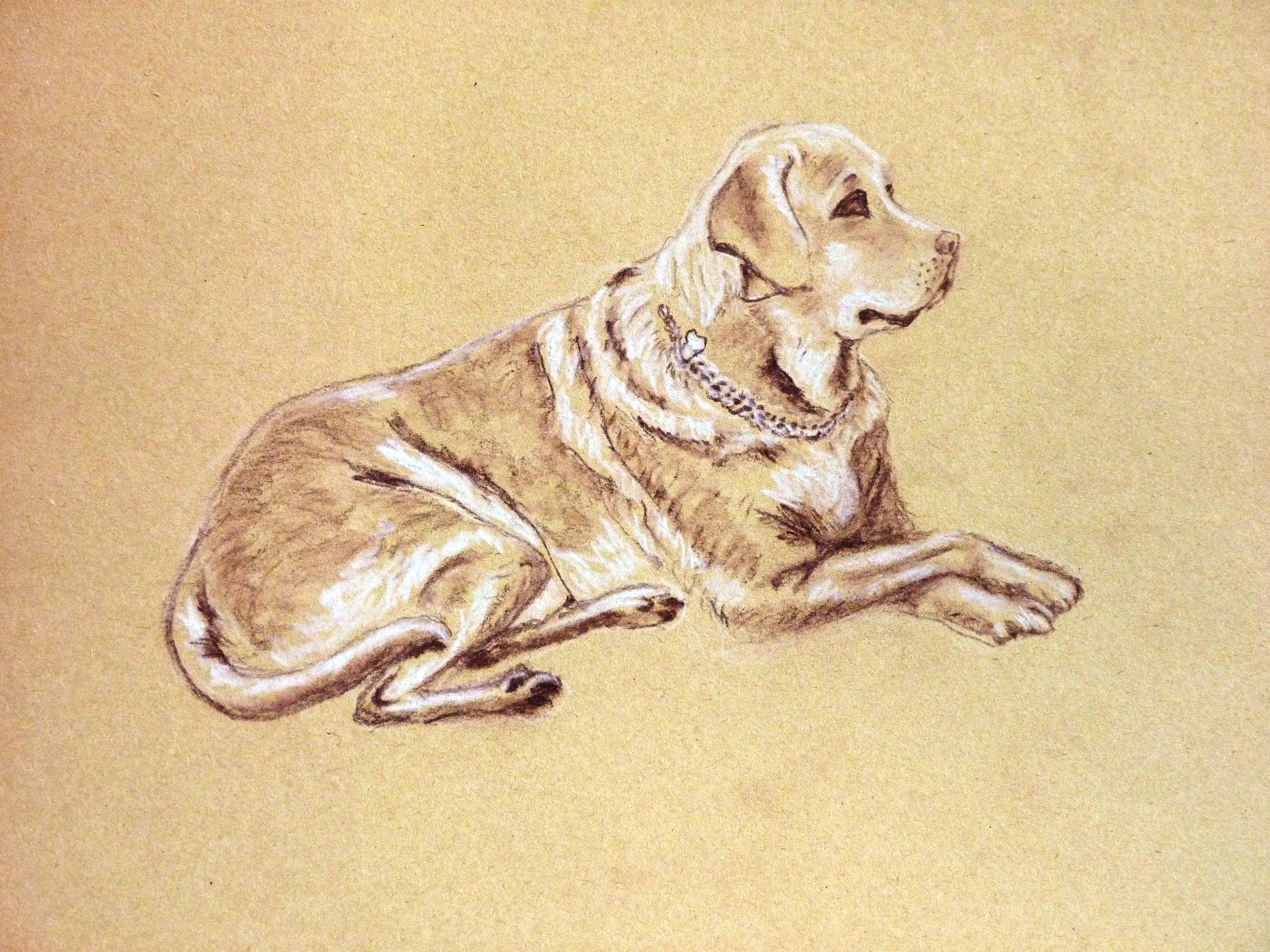 the Ichino's dog Luna